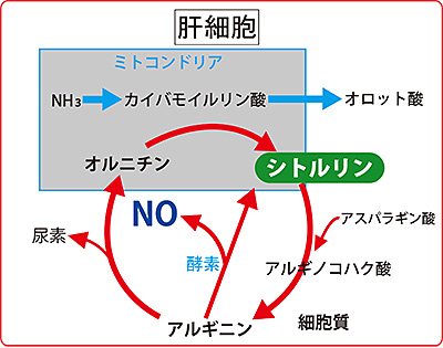 オルニチン回路