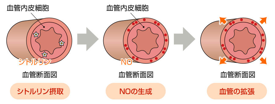 L-シトルリンが効くしくみ